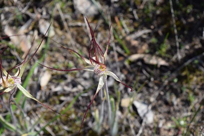 Caladenia Spider orchid-0002.JPG